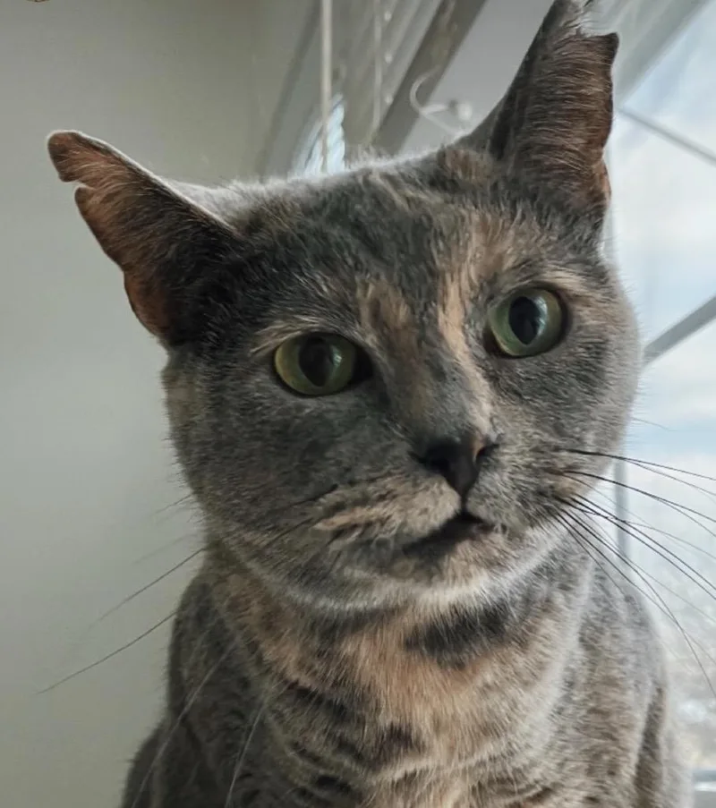 A young medium-sized female Dilute Tortoiseshell Domestic Short Hair cat named Wanderlust for adoption in Alexandria, VA