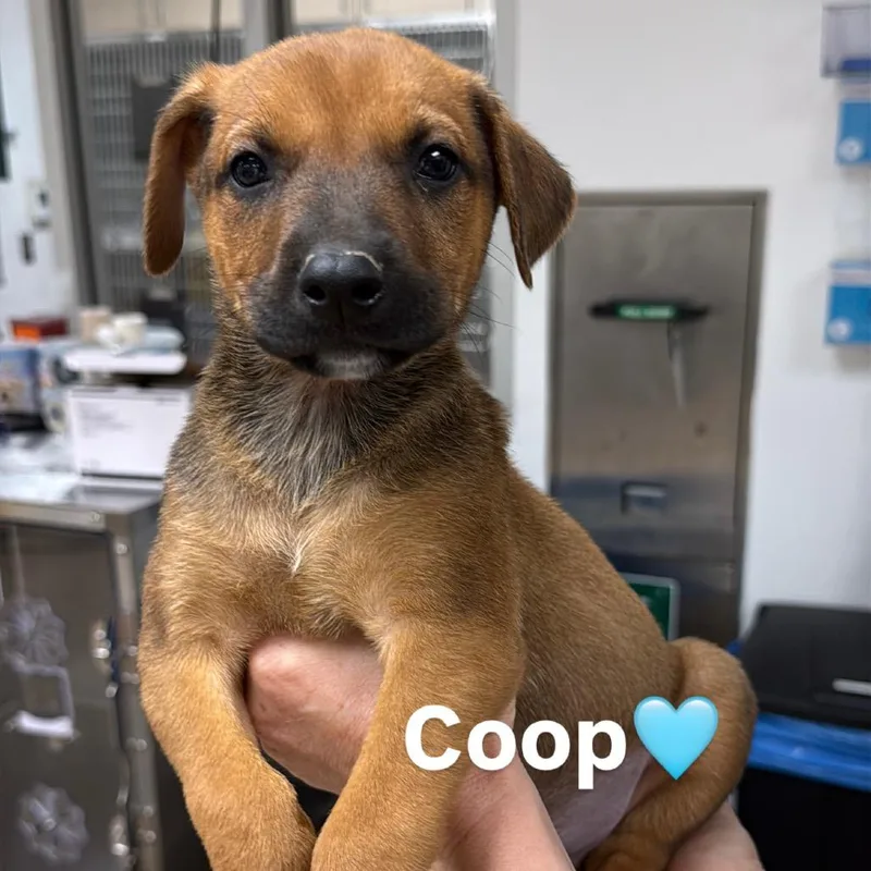 Coop