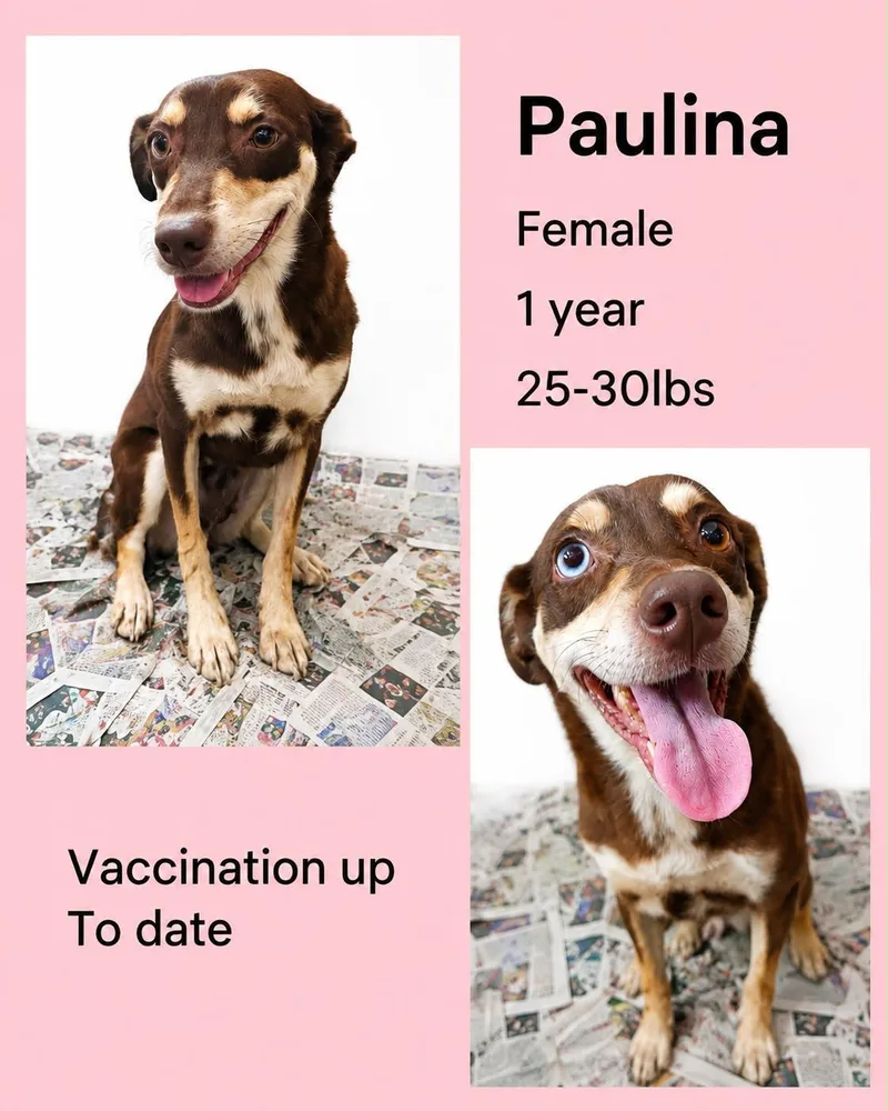 An adult medium-sized female Siberian Husky dog named Paulina for adoption in Virginia Beach, VA