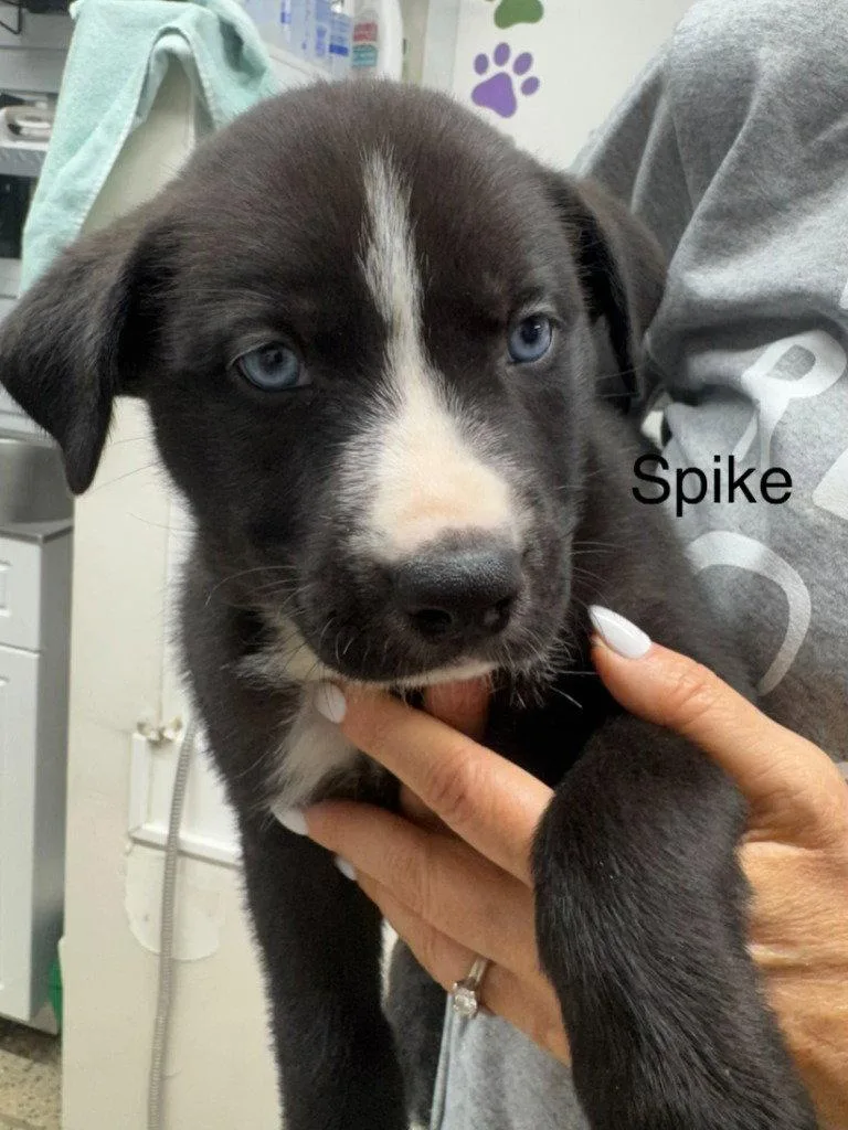 Spike