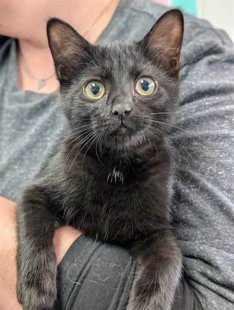 A baby medium-sized female Domestic Short Hair cat named Shimmer for adoption in Canfield, OH