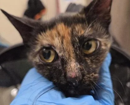 A young small-sized female Domestic Short Hair cat named Nospurratu for adoption in Honolulu, HI