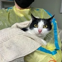 An adult large-sized male Black Domestic Short Hair cat named Roman for adoption in Mount Juliet, TN