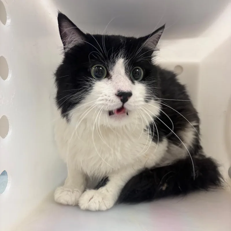 A senior large-sized male Black Domestic Short Hair cat named Boots for adoption in Reno, NV