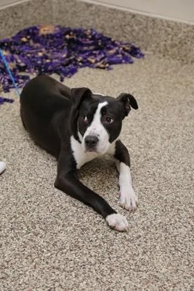 A young large-sized male Mixed Breed dog named Blue for adoption in Westland, MI