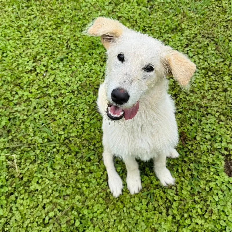 A young medium-sized female White / Cream Wirehaired Terrier dog named Lainey for adoption in Brownsboro, AL
