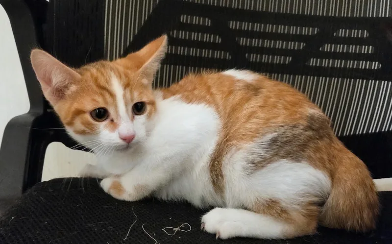 A baby medium-sized male Orange & White Torbie cat named Julius for adoption in Tehachapi, CA