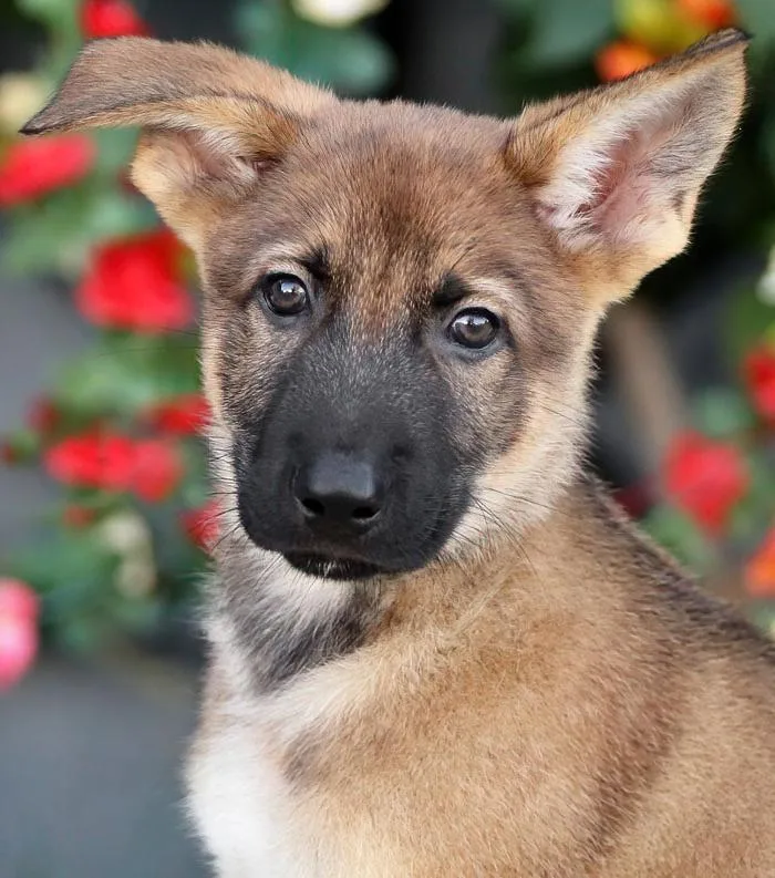 A baby large-sized male Sable German Shepherd Dog dog named Basil von Jasmine for adoption in Los Angeles, CA