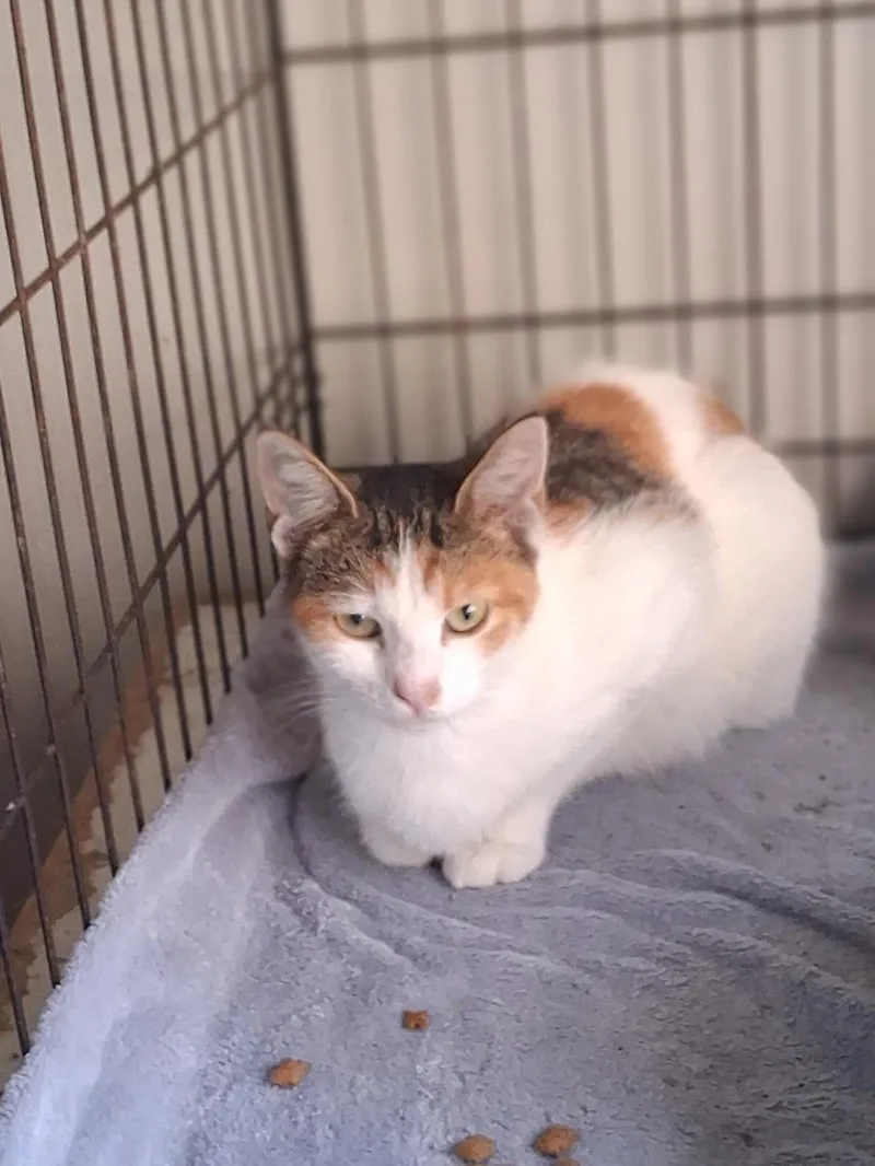A young medium-sized female Domestic Short Hair cat named Trinket for adoption in Lynchburg, TN