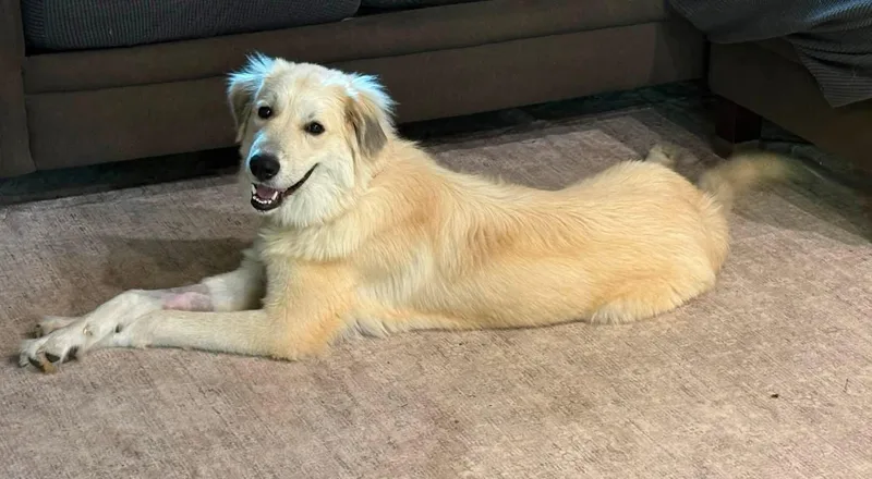 A young medium-sized female Great Pyrenees dog named Vittoria for adoption in Germantown, OH