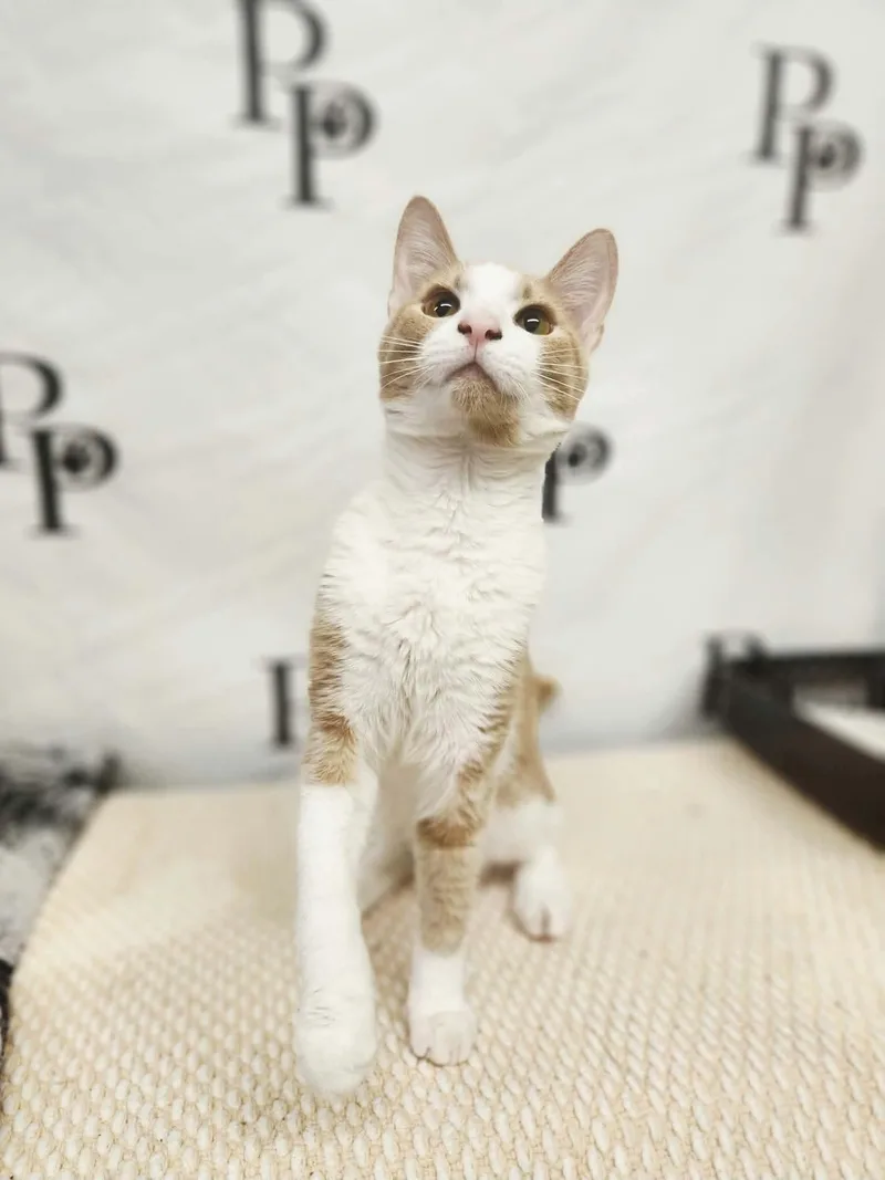 A young medium-sized male Domestic Short Hair cat named Lebron for adoption in Social Circle, GA