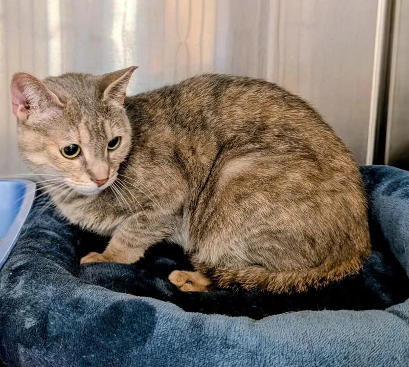 An adult large-sized female Domestic Short Hair cat named Pisa for adoption in Tucson, AZ