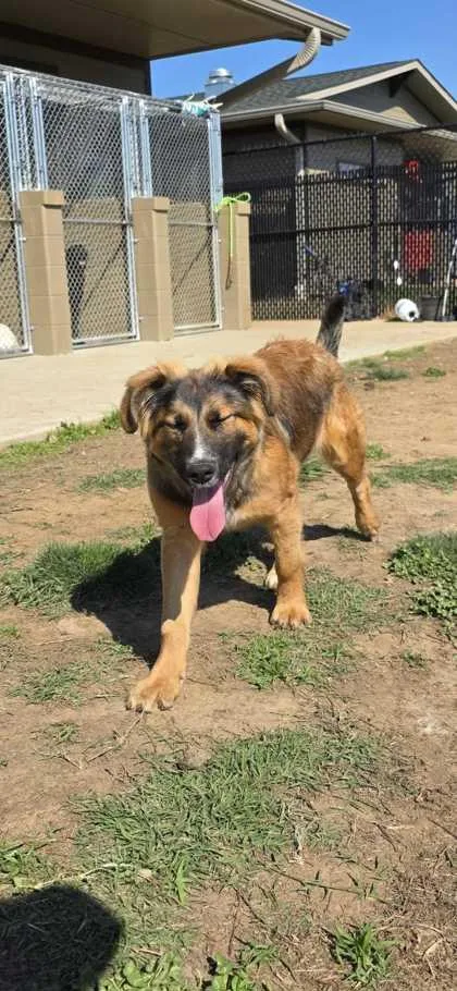 A young medium-sized male Mixed Breed dog named Gibby for adoption in Sevierville, TN