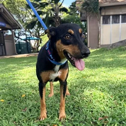 A young medium-sized female Mixed Breed dog named Juliet for adoption in Honolulu, HI