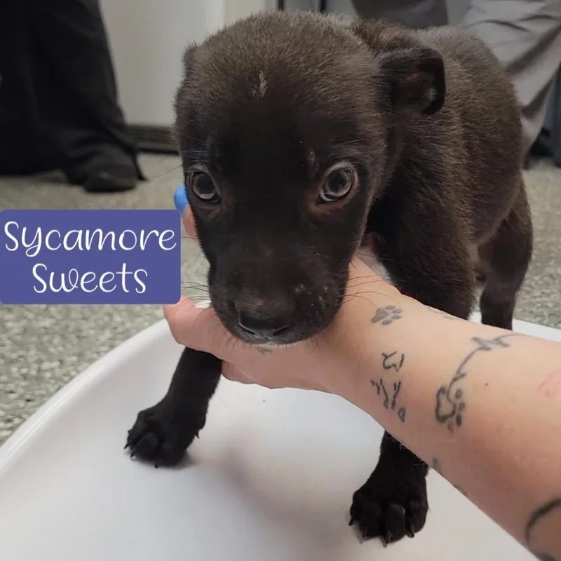 Sycamore Sweets
