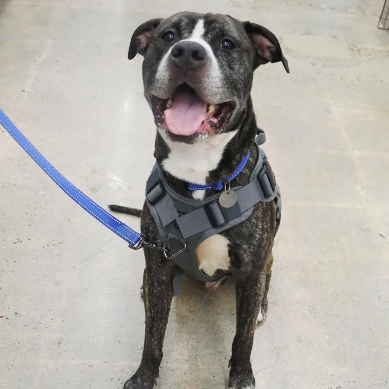 Bruce  Loving And thumbnail 6