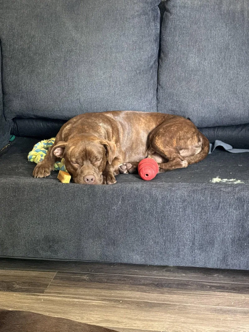 A young medium-sized male American Staffordshire Terrier dog named Jack for adoption in Sparks, NV
