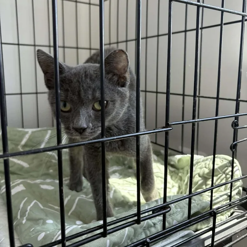 A young small-sized female Gray / Blue / Silver Domestic Short Hair cat named Roxanne for adoption in Hedgesville, WV