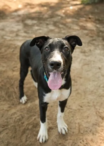 A young large-sized male Siberian Husky dog named Moonshine for adoption in Aiken, SC