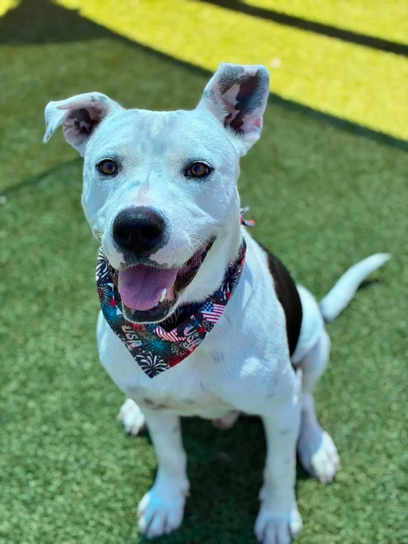 A young medium-sized male Pit Bull Terrier dog named Boom for adoption in Eagle, ID