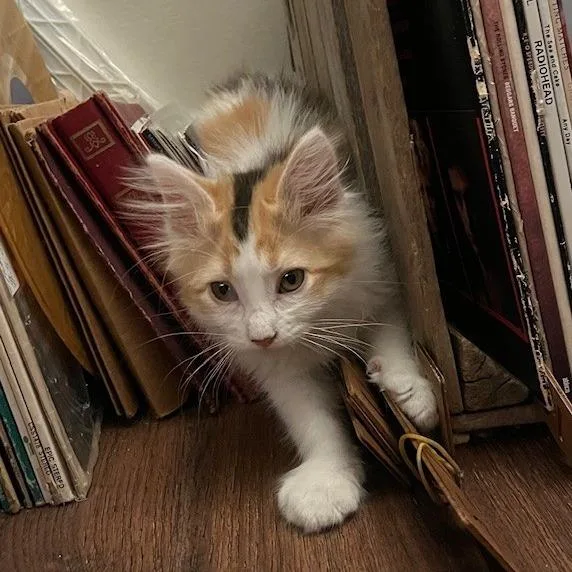 A baby small-sized female White Domestic Medium Hair cat named Kimmy for adoption in Birdsboro, PA