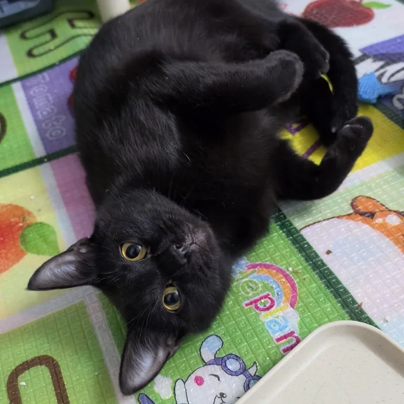 An adult medium-sized female Black Domestic Short Hair cat named Tulip for adoption in Delmar, NY