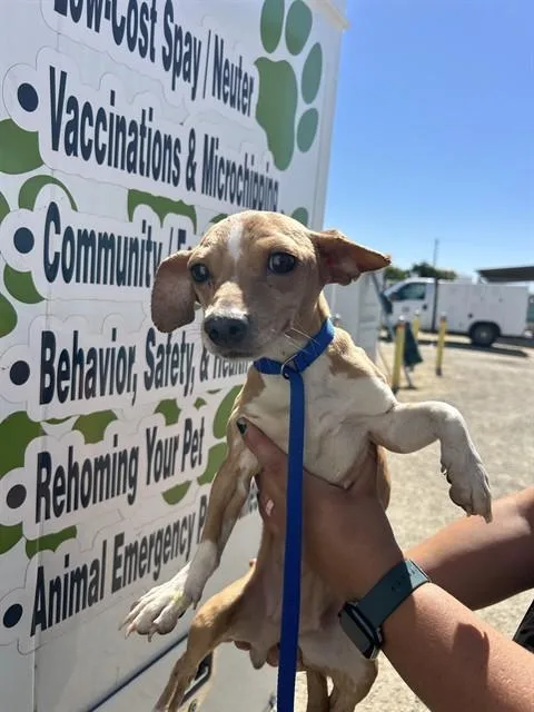 A young small-sized female Chihuahua dog named A for adoption in Bakersfield, CA