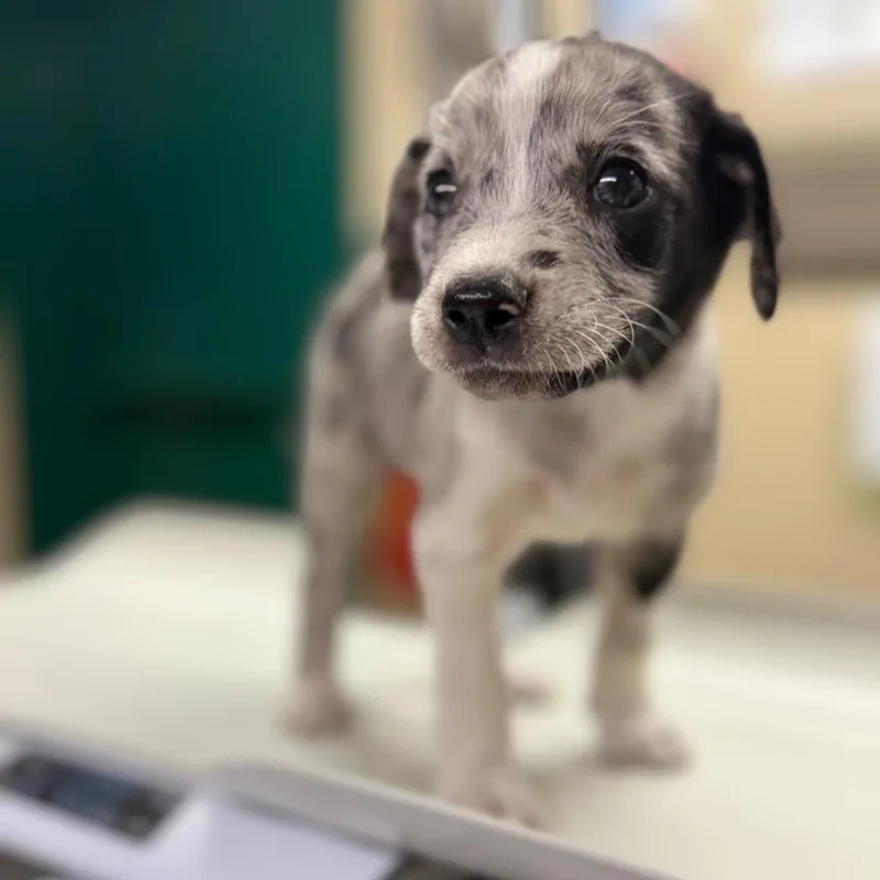 A baby small-sized male Gray / Blue / Silver Mixed Breed dog named Previcox for adoption in Pauls Valley, OK