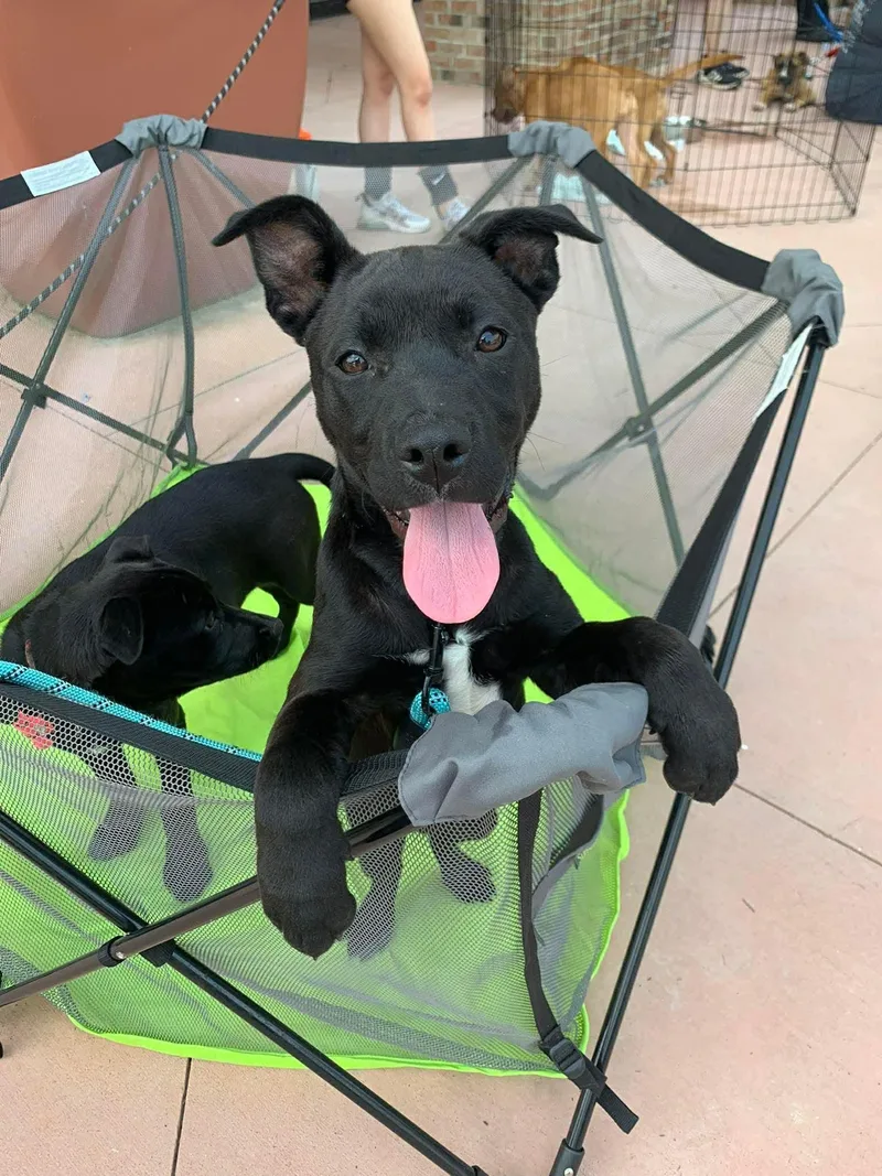 A young medium-sized female German Shepherd Dog dog named Venus for adoption in Holly Springs, NC