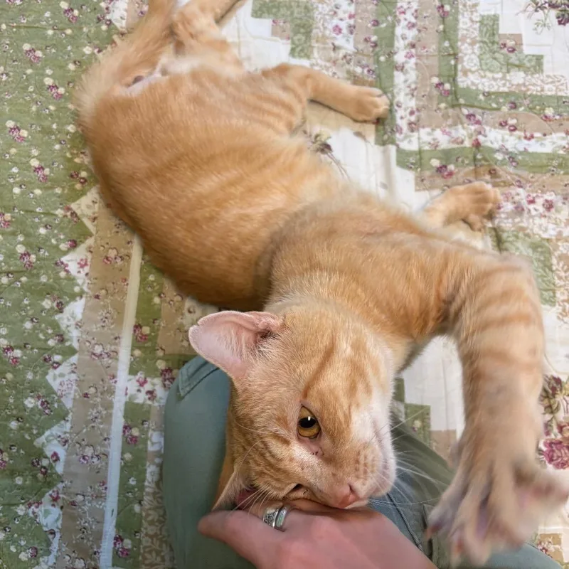Garfield