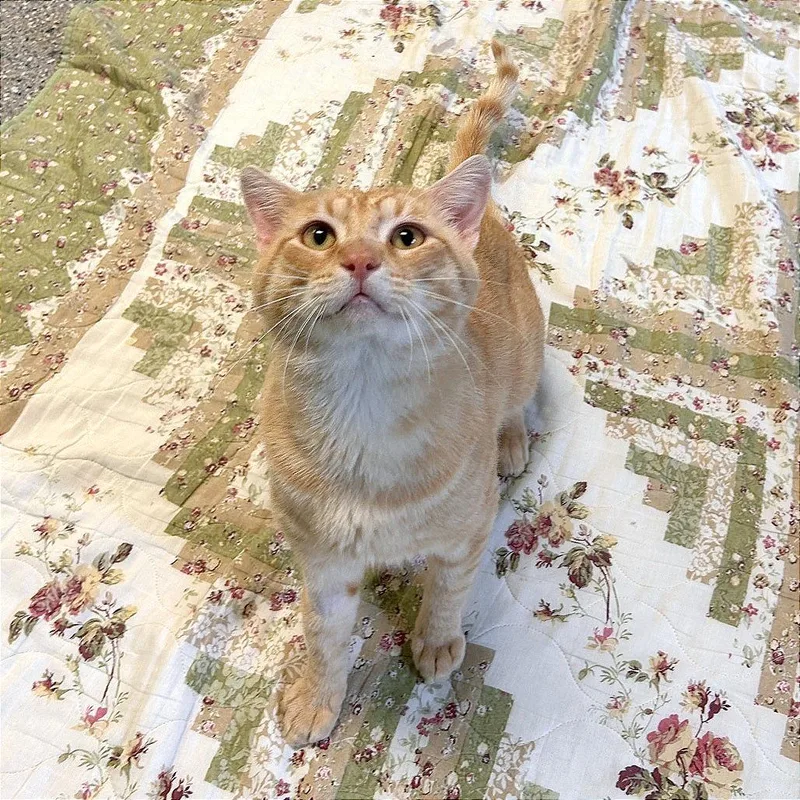 Garfield thumbnail 2