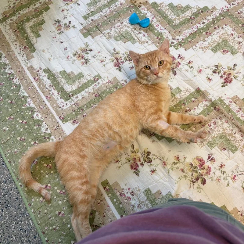 Garfield thumbnail 3