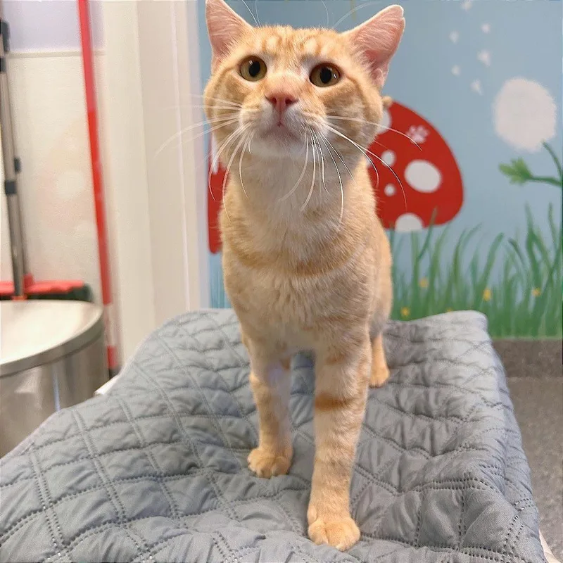 Garfield thumbnail 4