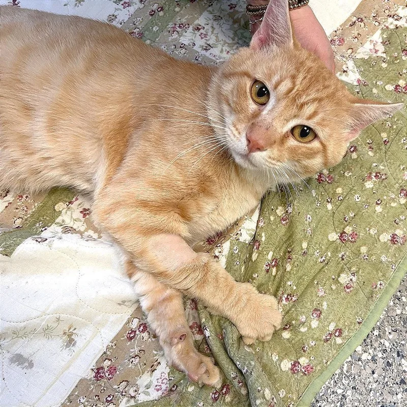 Garfield thumbnail 5