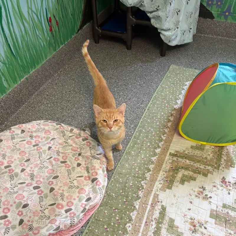 Garfield thumbnail 6