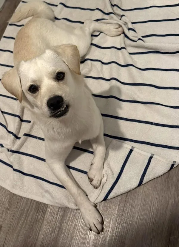 An adult small-sized male Terrier dog named James Bond for adoption in San Diego, CA
