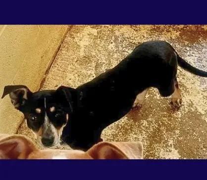 A young small-sized female Tricolor (Brown, Black, & White) Rat Terrier dog named Raven for adoption in Boulder, CO
