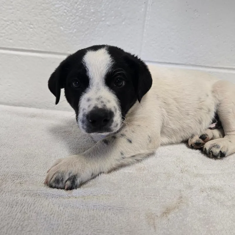A baby small-sized male Mixed Breed dog named Arm Chair for adoption in Spruce Pine, NC
