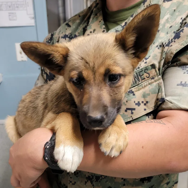 A baby medium-sized female Tricolor (Brown, Black, & White) Shepherd dog named Daisy for adoption in Camp Pendleton, CA