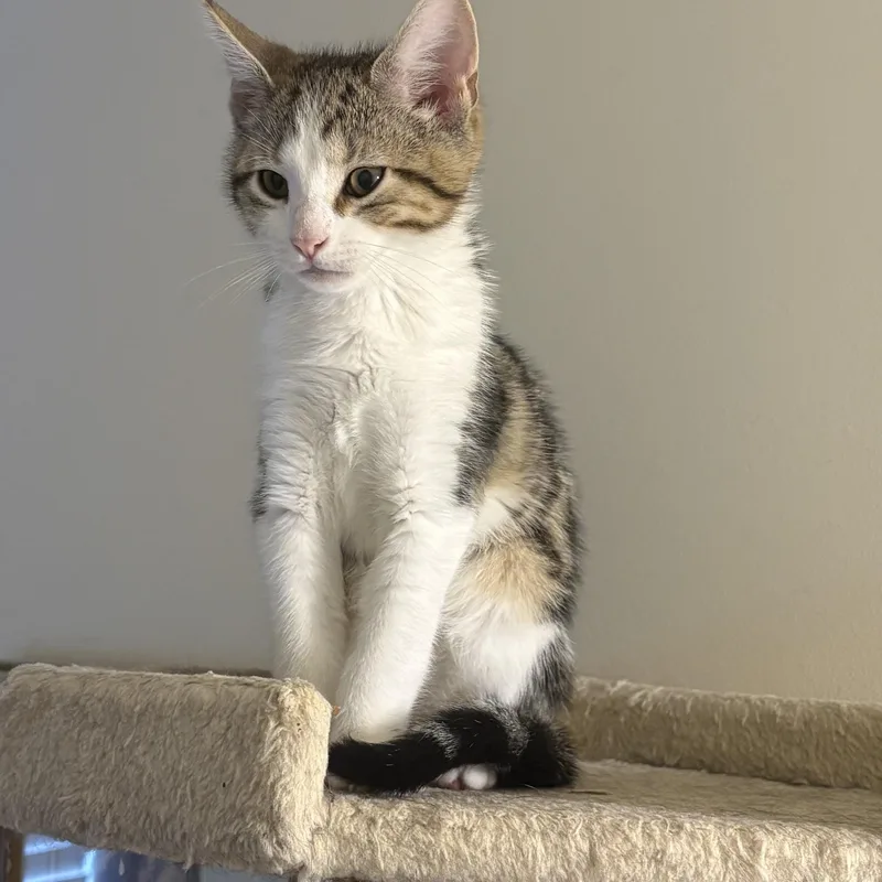 A baby medium-sized male Tabby (Gray / Blue / Silver) Domestic Short Hair cat named Jasper for adoption in Kenhorst, PA