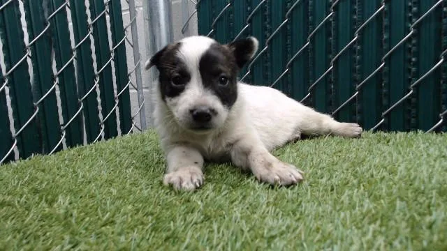 A baby medium-sized female German Shepherd Dog dog named Dorothy for adoption in Downey, CA