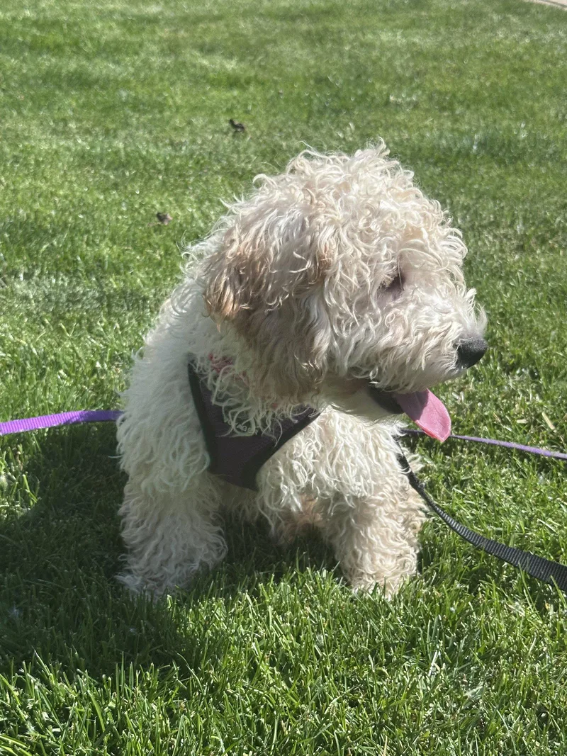 A baby small-sized male Cockapoo dog named Otis for adoption in Wheaton, IL