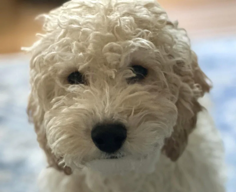 Otis thumbnail 2