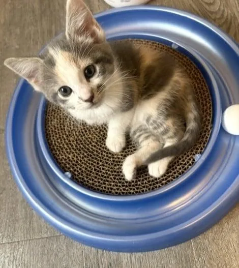 A baby medium-sized female Dilute Calico Domestic Short Hair cat named Poppyseed for adoption in Battle Creek, MI