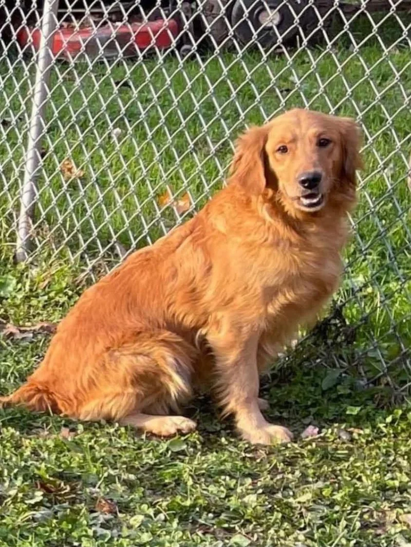 An adult medium-sized female Golden Retriever dog named Elsa for adoption in Lewistown, PA