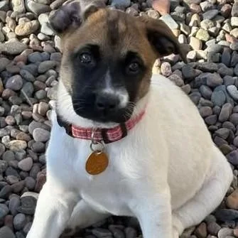 A baby large-sized female Mixed Breed dog named Maple for adoption in Chino valley, AZ
