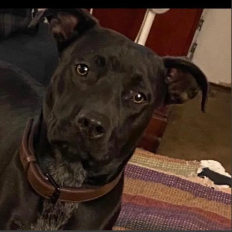 An adult medium-sized female Black Pit Bull Terrier dog named Wendy for adoption in Mission Hills, CA