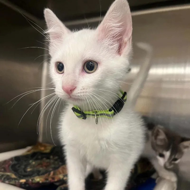 A baby small-sized male White Domestic Short Hair cat named Glacier for adoption in Pasadena , MD