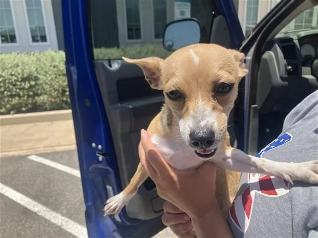 A young small-sized female Chihuahua dog named Love for adoption in San Antonio, TX