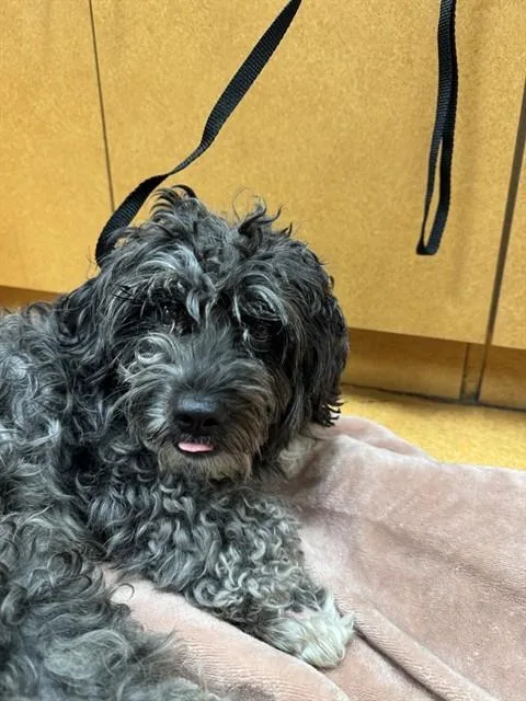 An adult medium-sized male Poodle dog named Maxie for adoption in Martinez, CA